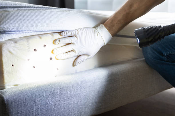 Best Mosquito Control Services  in Carthage, TX